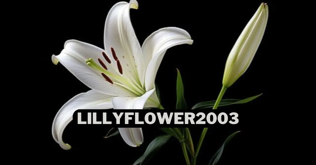 Lillyflower2003: Capturing Beauty and Elegance in Bloom - Crispme