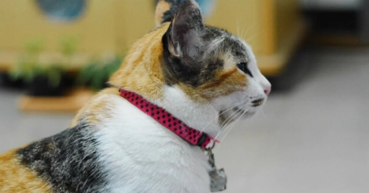 Cat Flea Collar