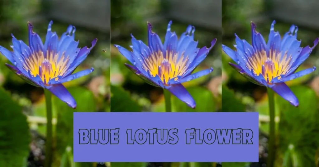 All Information About Blue Lotus Flower - Crispme