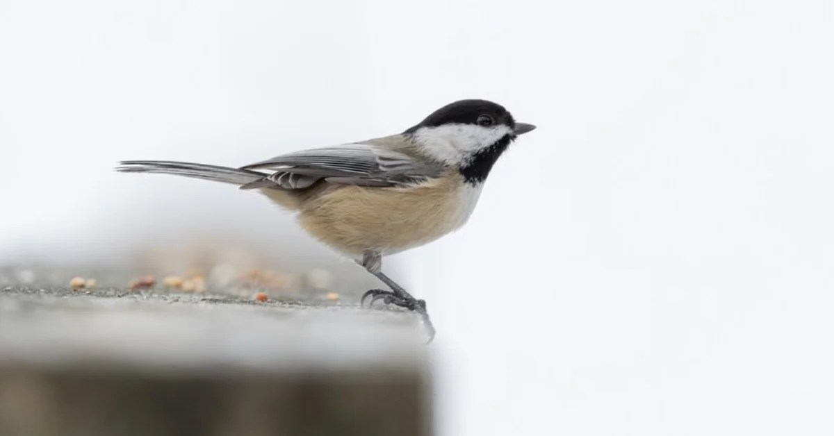 sparrow frost black