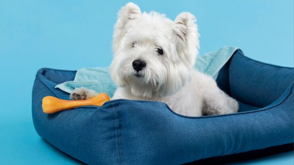 Dog Diaper