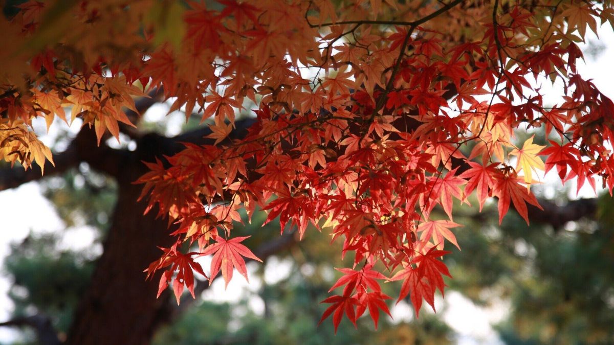 maple tree seedlings