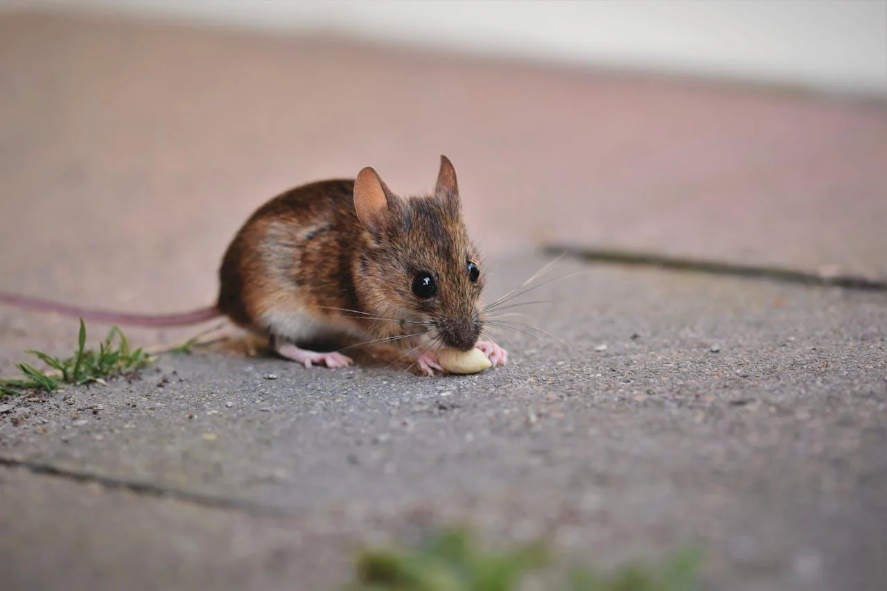 Pest Control Professionals