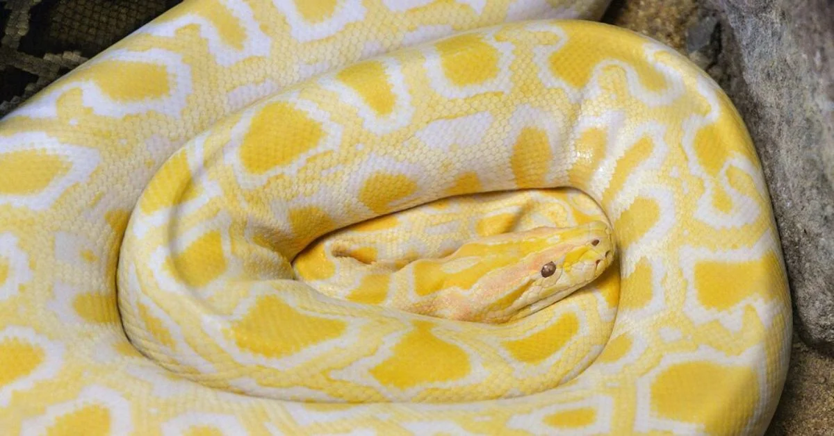 banana ball python