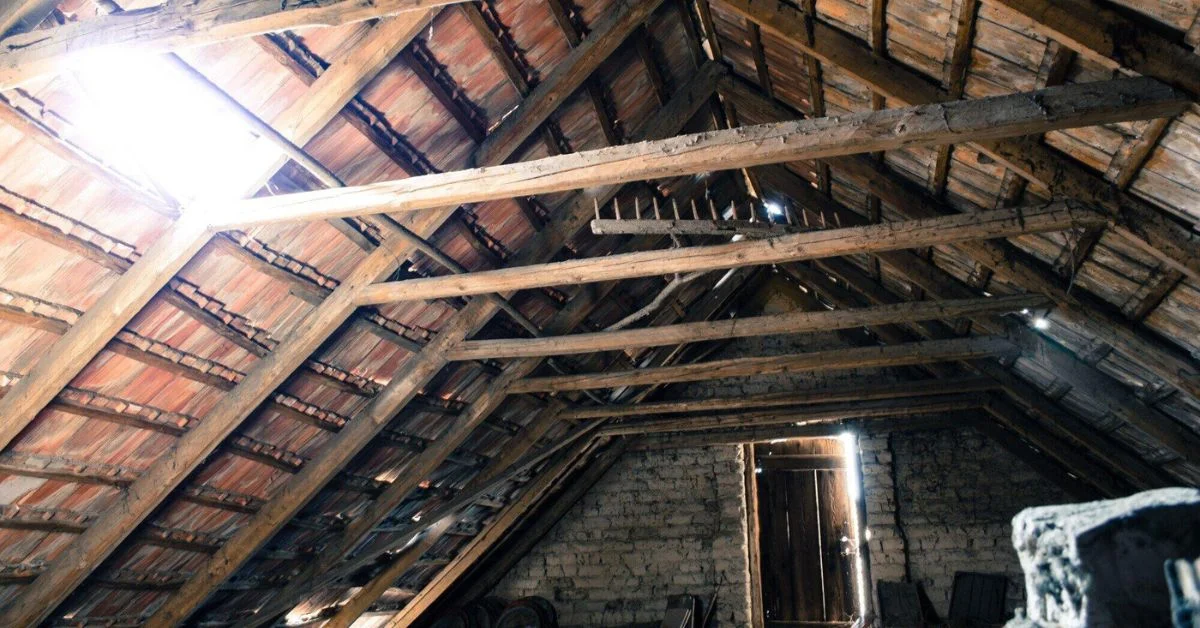 mold in attic removal