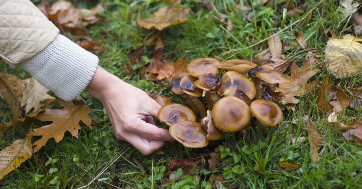 Mushrooms for Mental Health