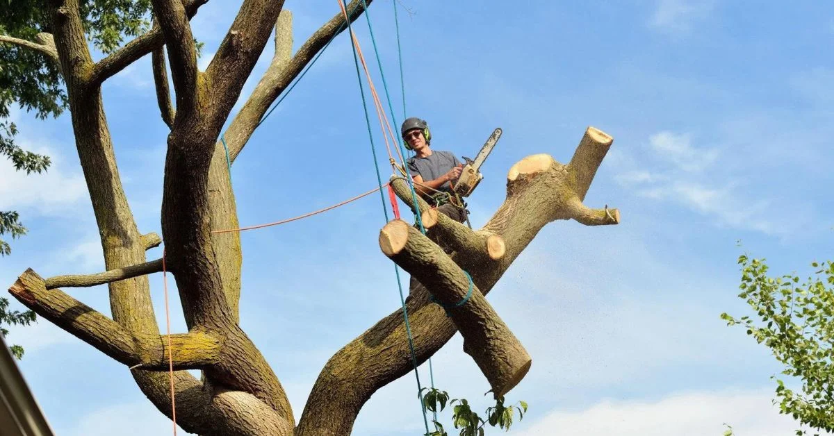 emergency tree removal