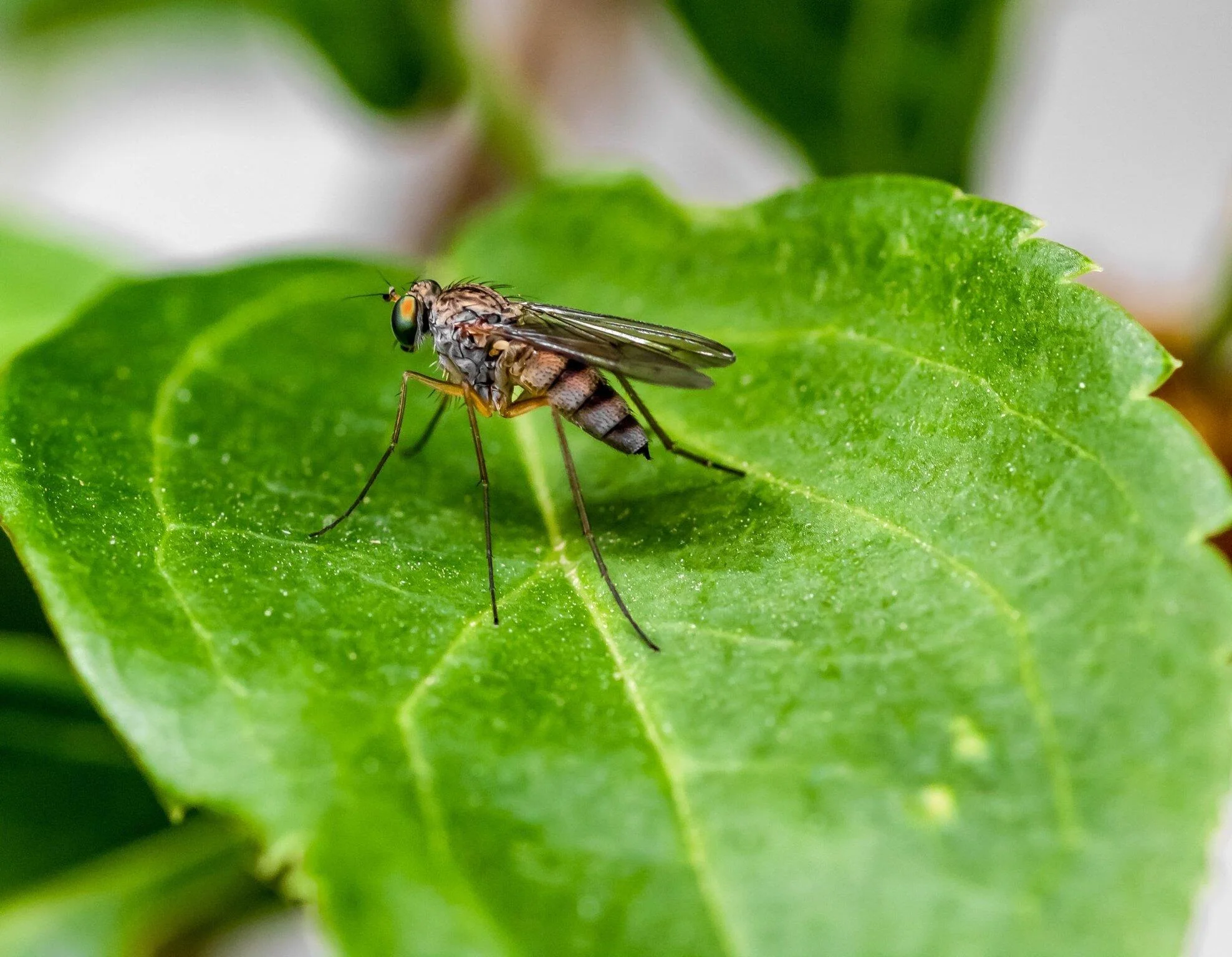 stinging insect control