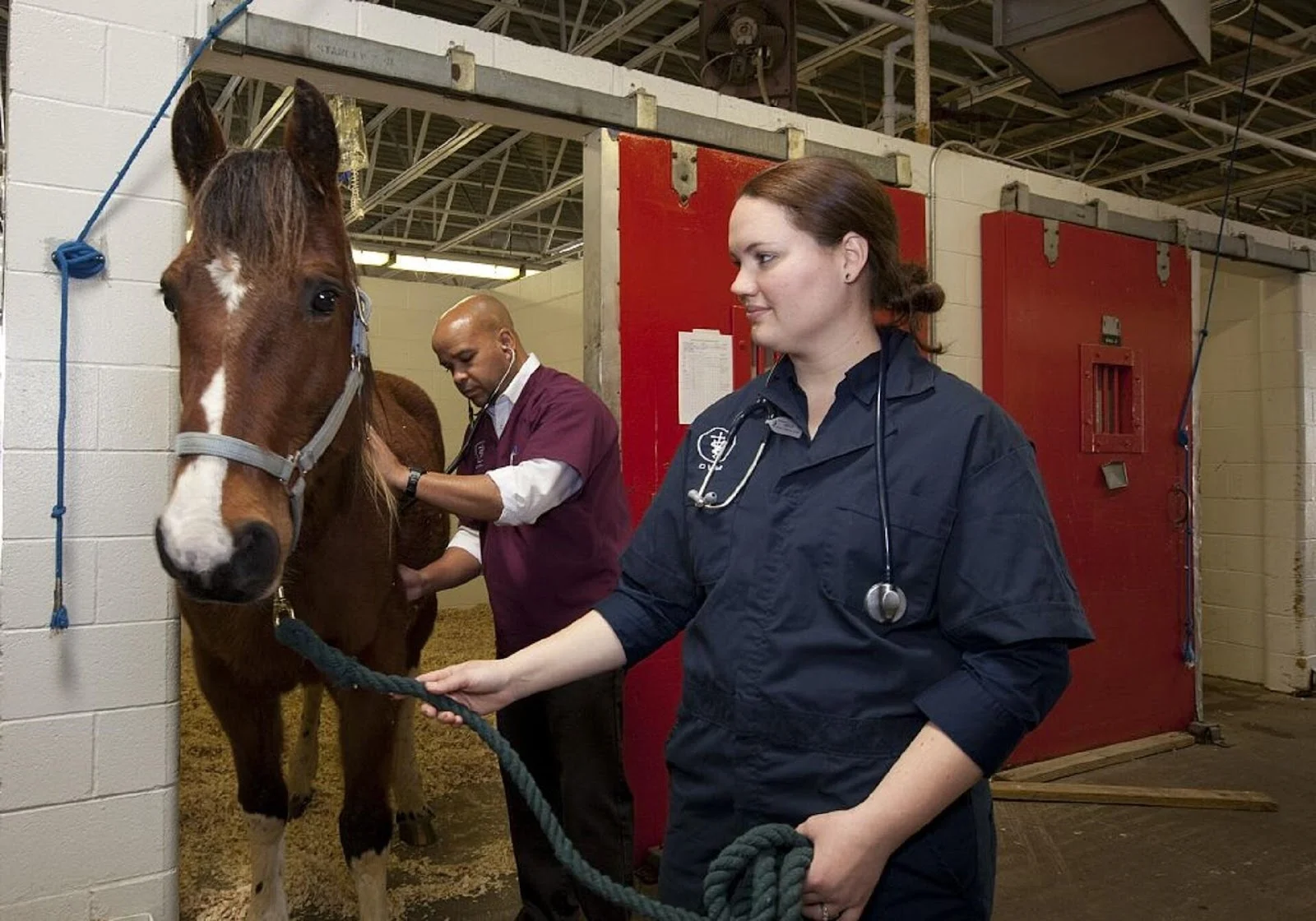 equine-assisted therapy certification