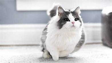 Munchkin Cats