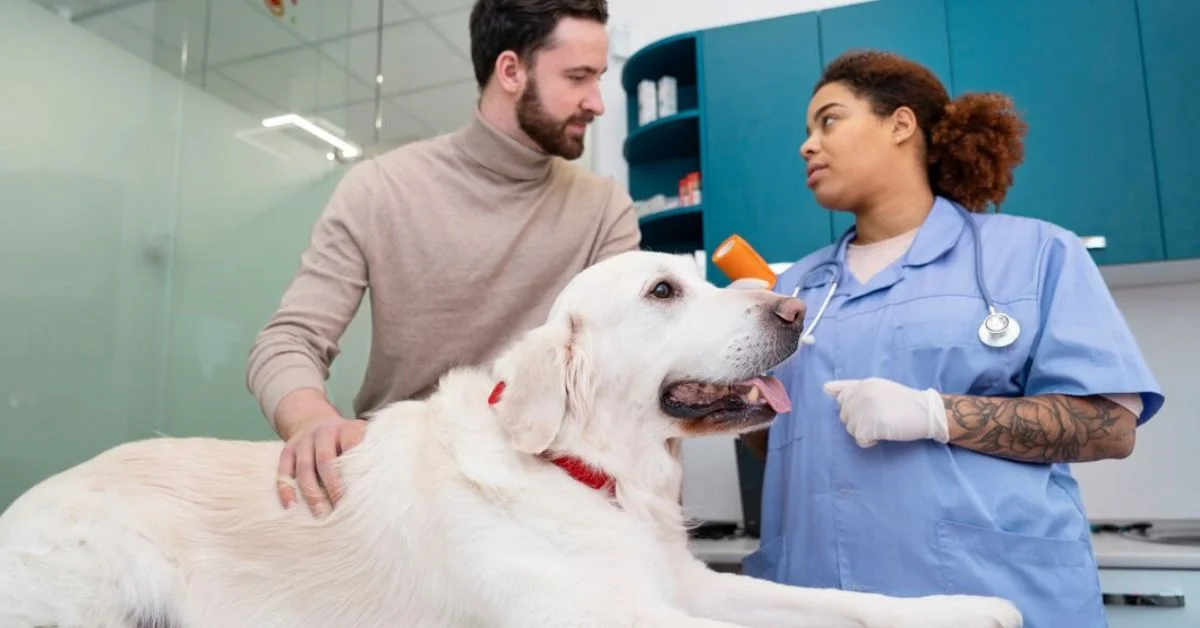 Insurance Tips for New Veterinarians