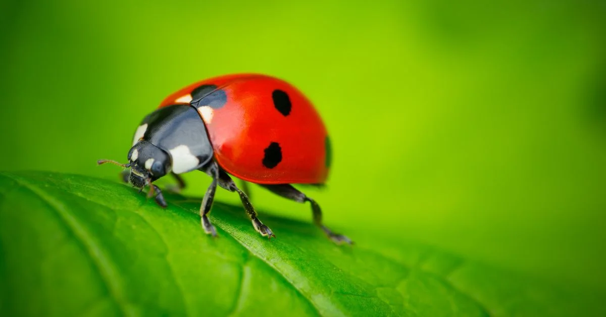 Ladybug's Spiritual Significance
