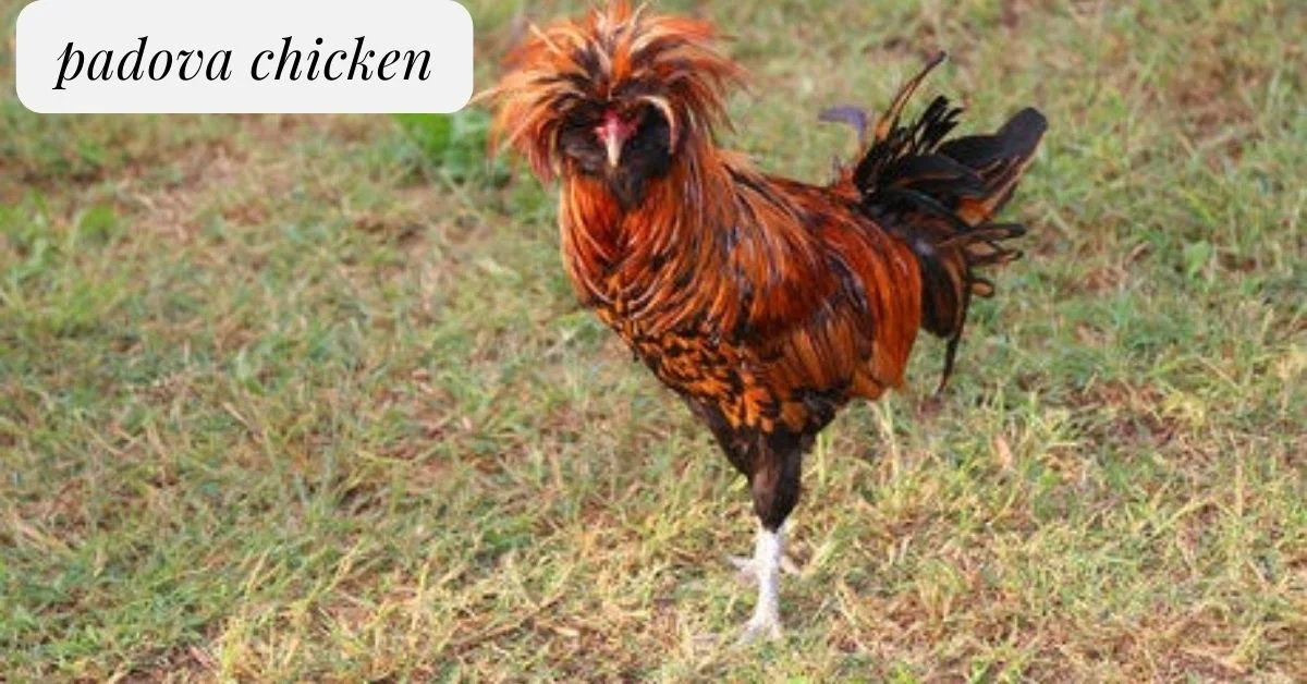 padova chicken