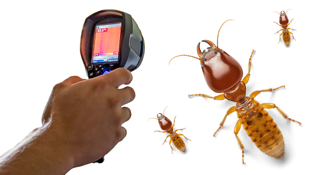 termite