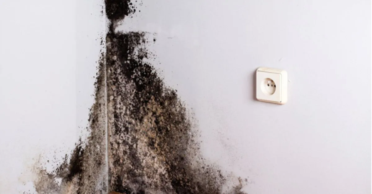 basement mold