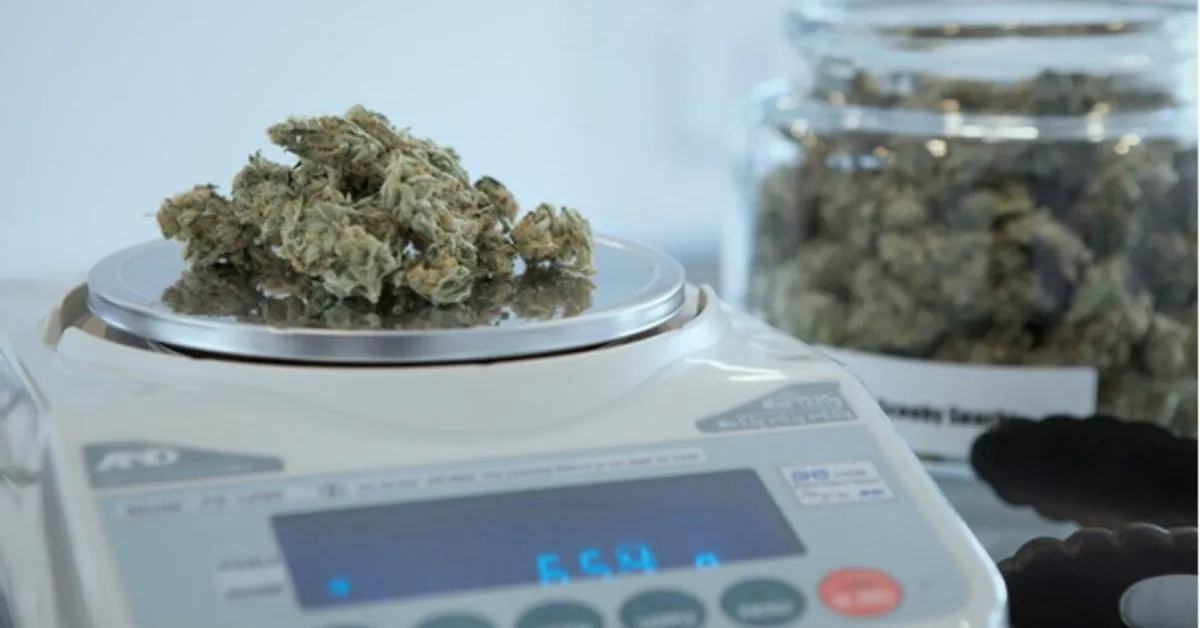 latest cannabis laws