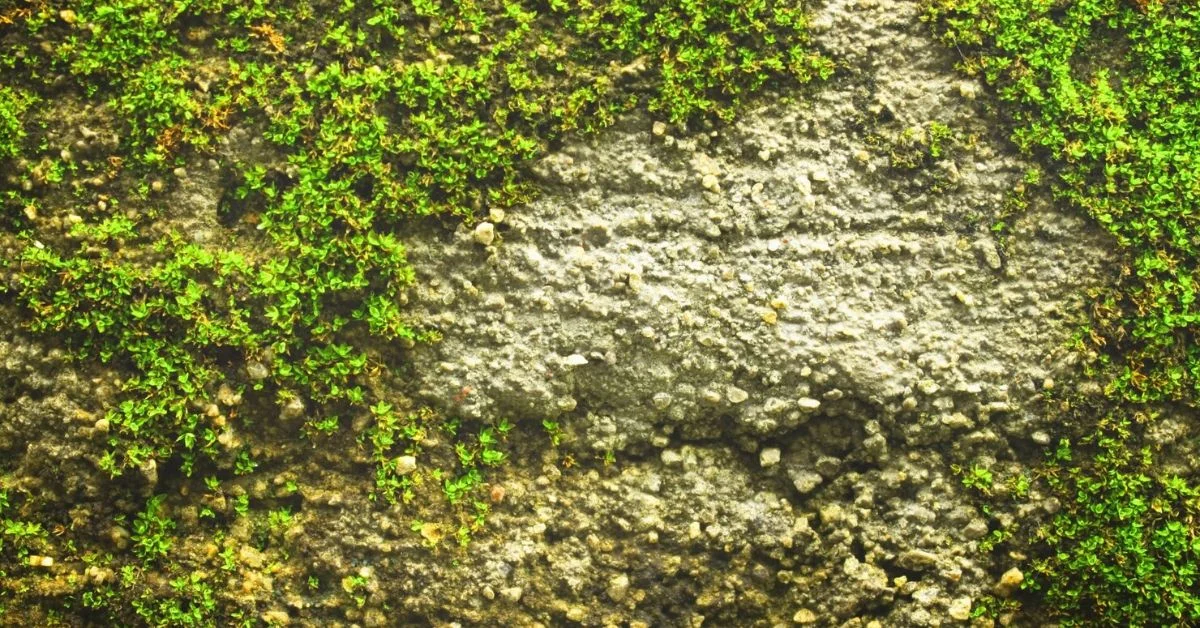 Moss Removal
