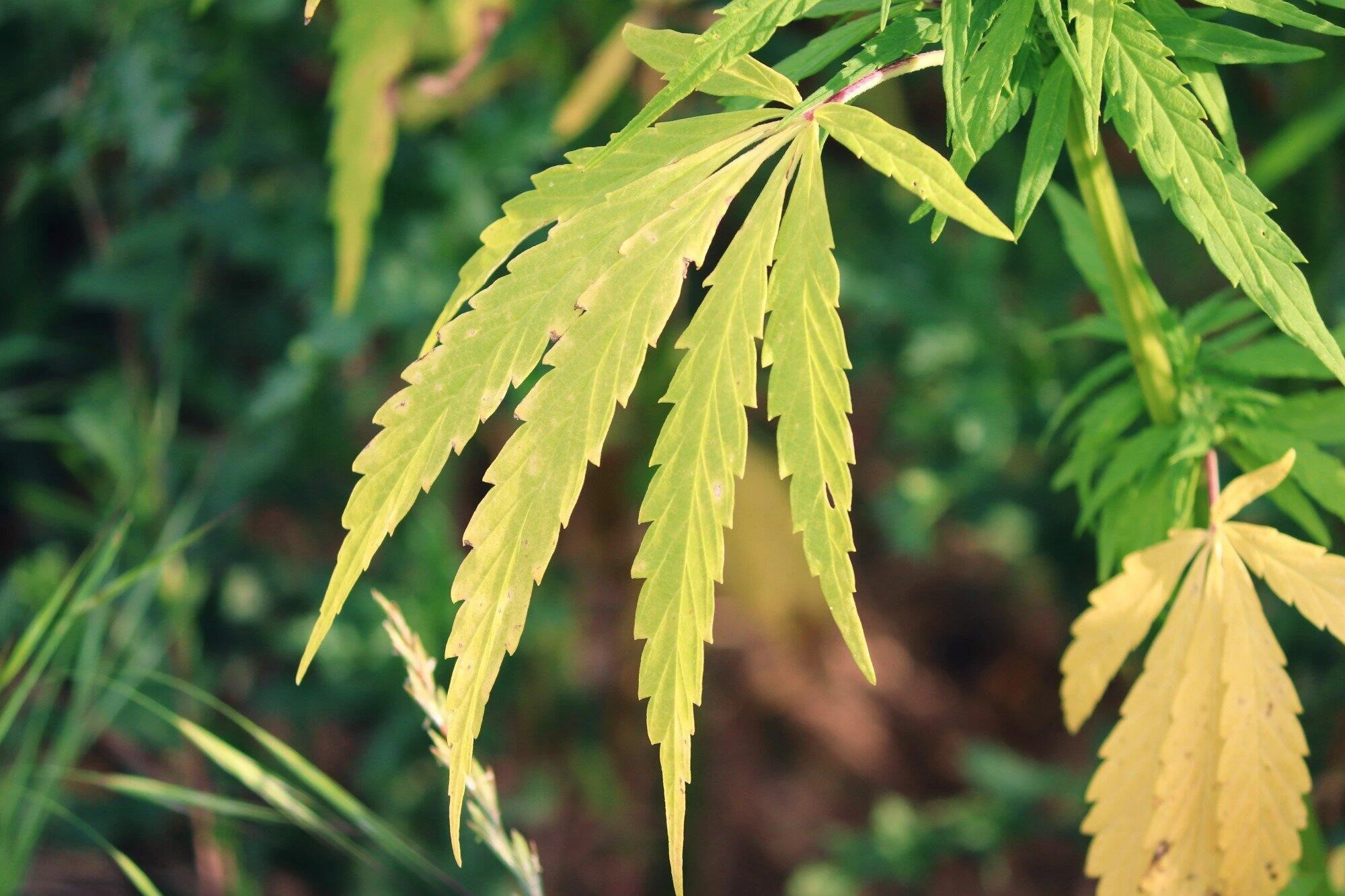 cannabis plant leaves