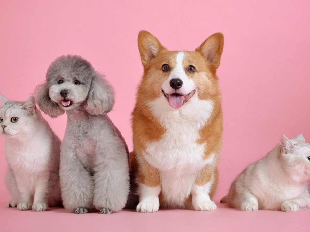 Pet Relocation