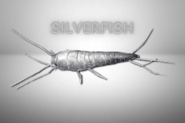What are Silverfish?