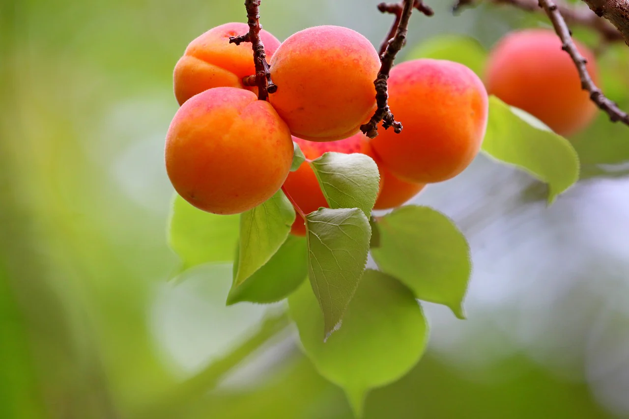 Apricots in Britain