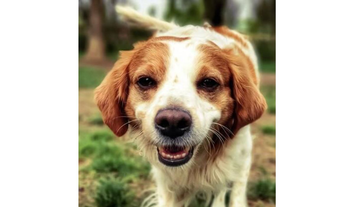 internal bleeding in dogs