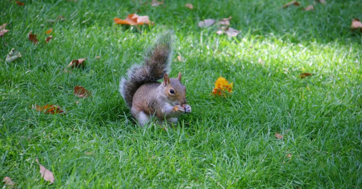 tailless squirrel