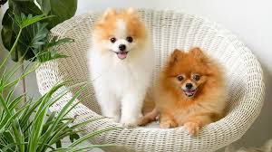 Candy Shop Poms