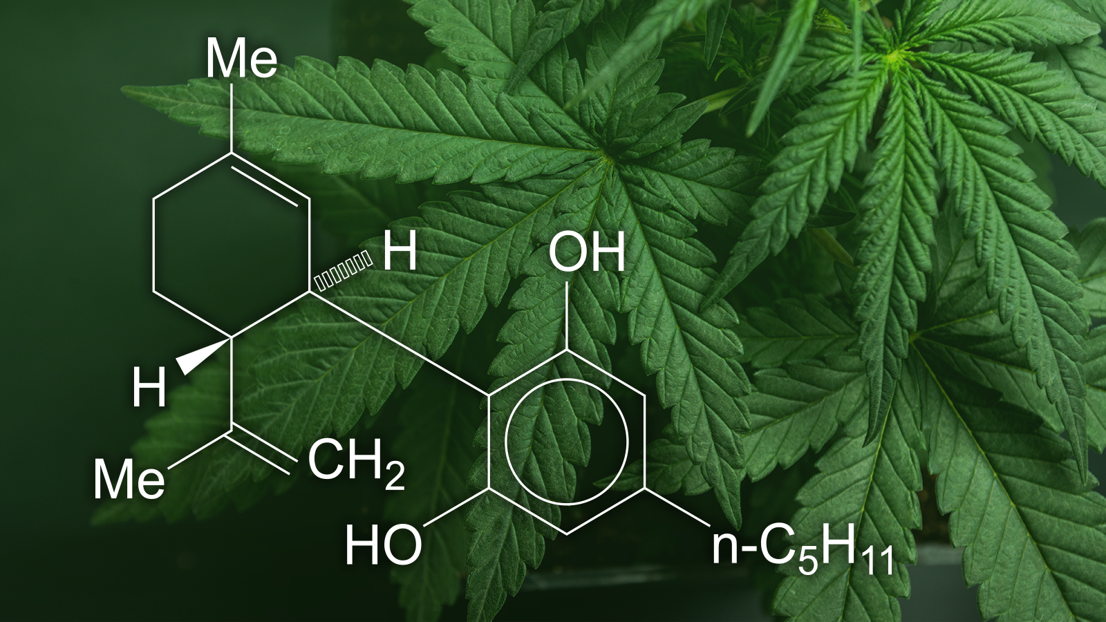 cbda vs cbd