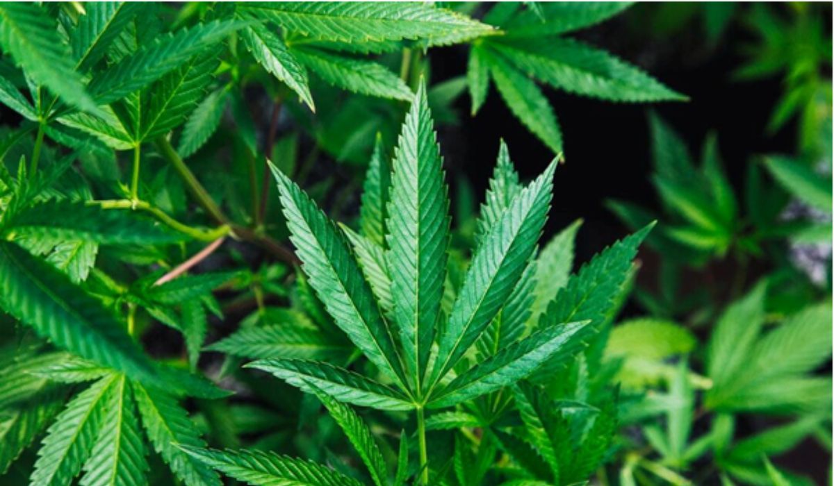 premium cannabis flower