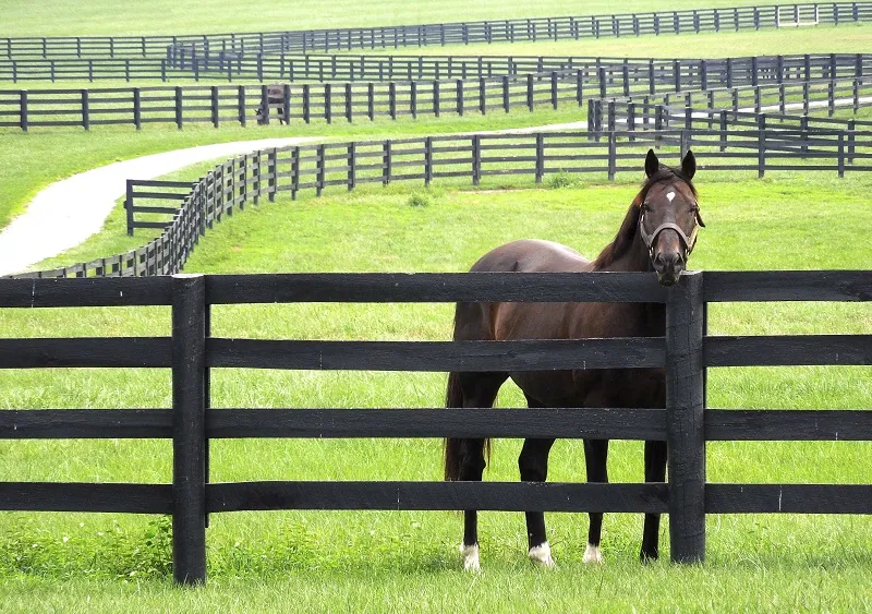 Paddock fencing for horses