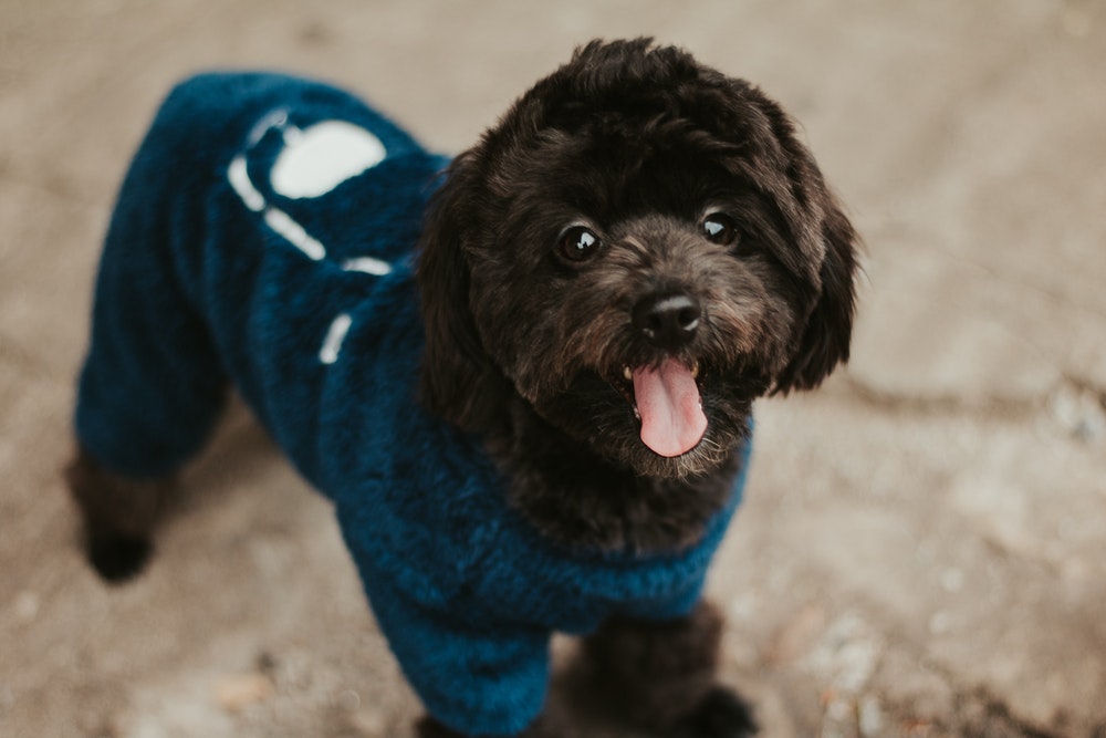 Dog Apparel Items