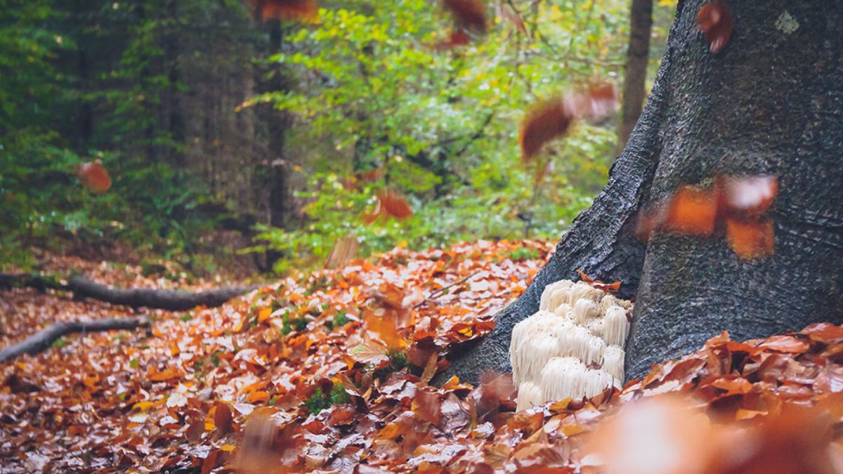 LIONS MANE SUPPLEMENT
