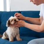 Does CBD Oil Help Dogs with Seizures?