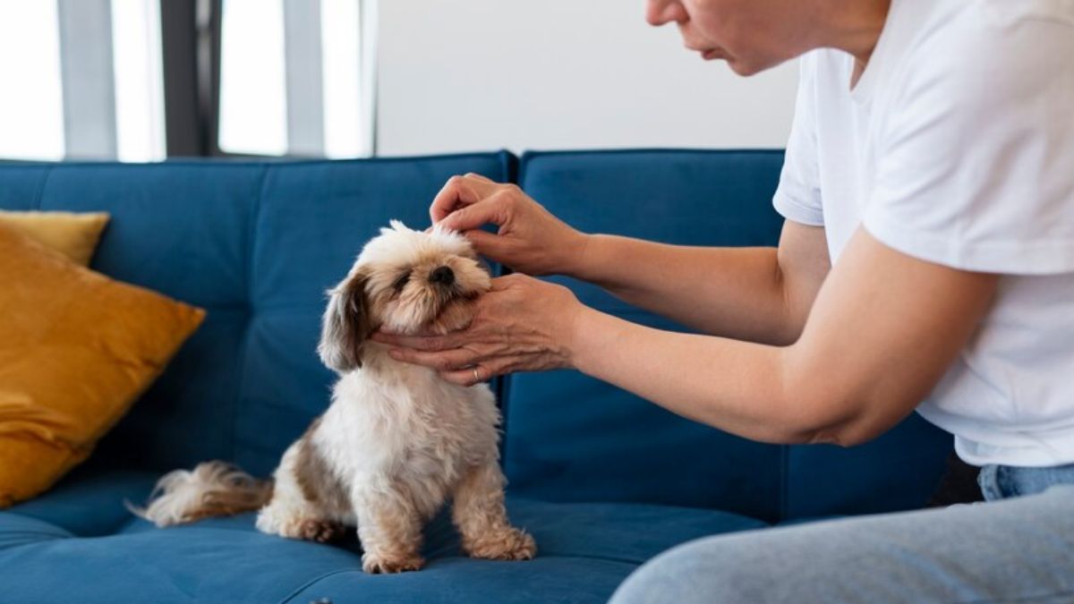Does CBD Oil Help Dogs with Seizures?
