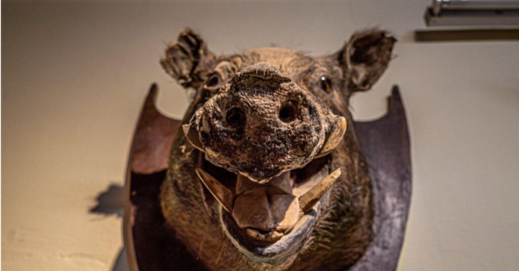 Understanding the Skills of Taxidermy People Techniques and Tools