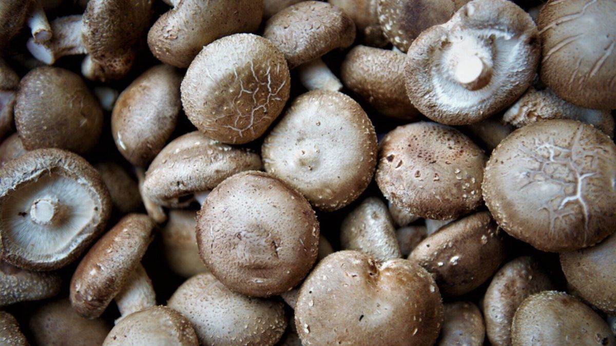 fresh shiitake mushrooms