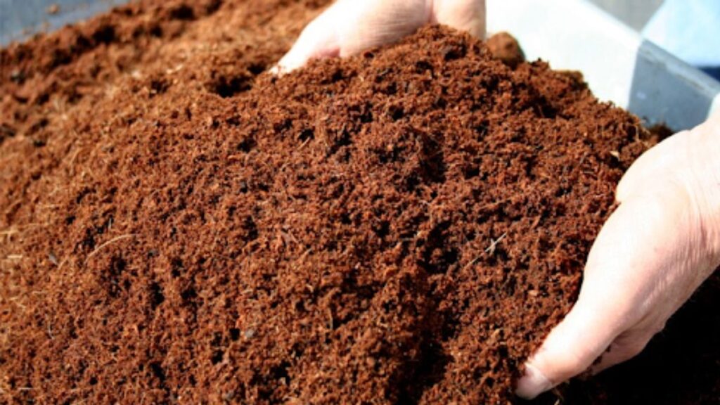 Coco Star Nude - Crispme