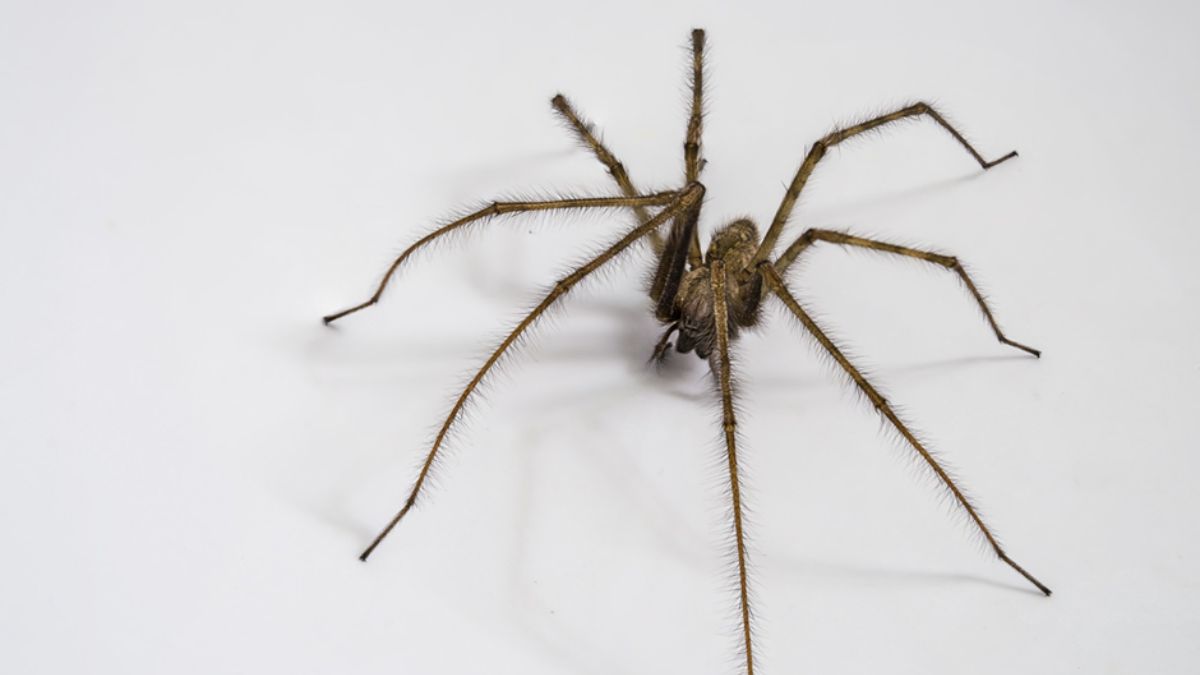 exterminator for spiders