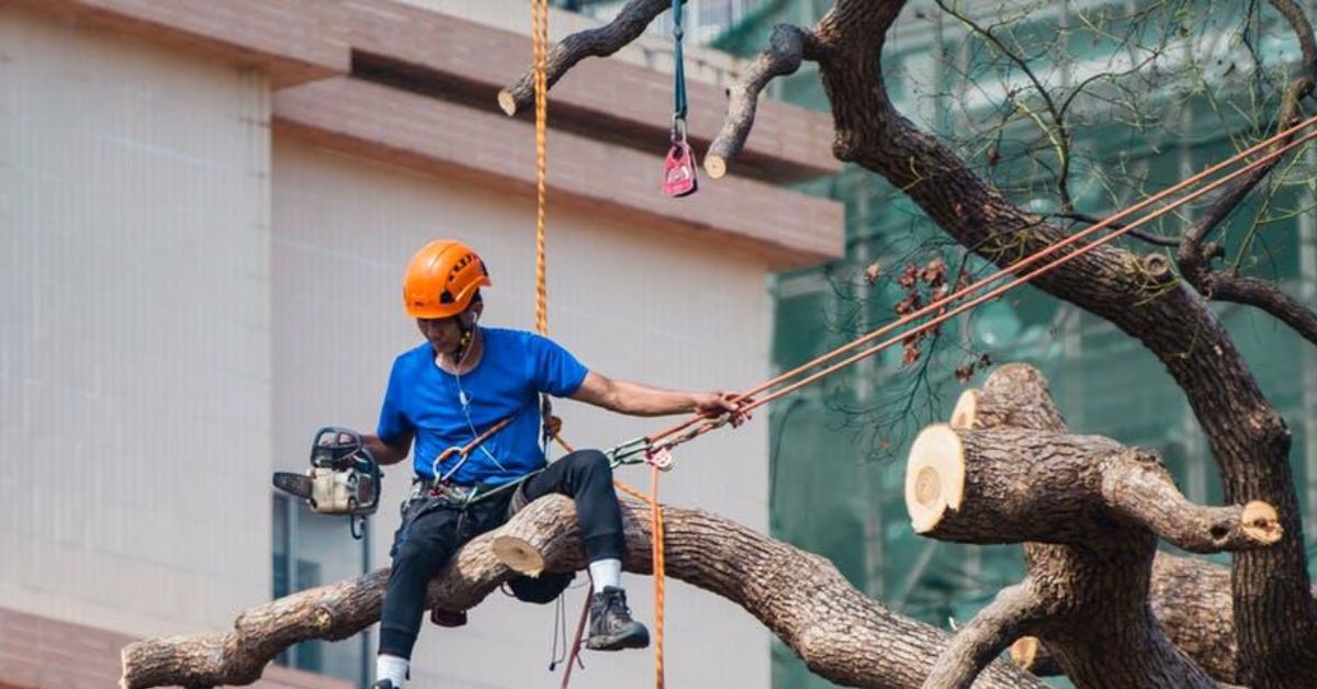 tree experts