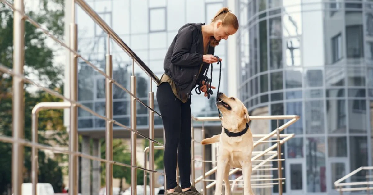 Dog Harness
