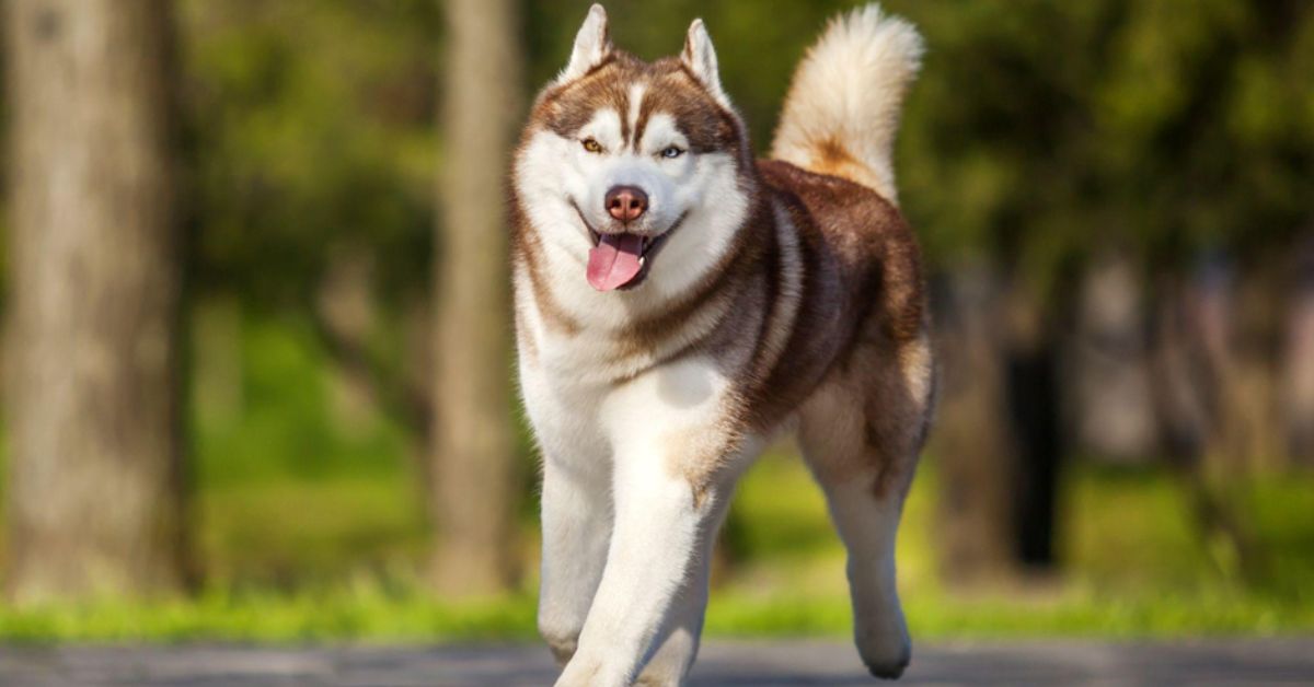 HUSKY LIFE EXPECTANCY