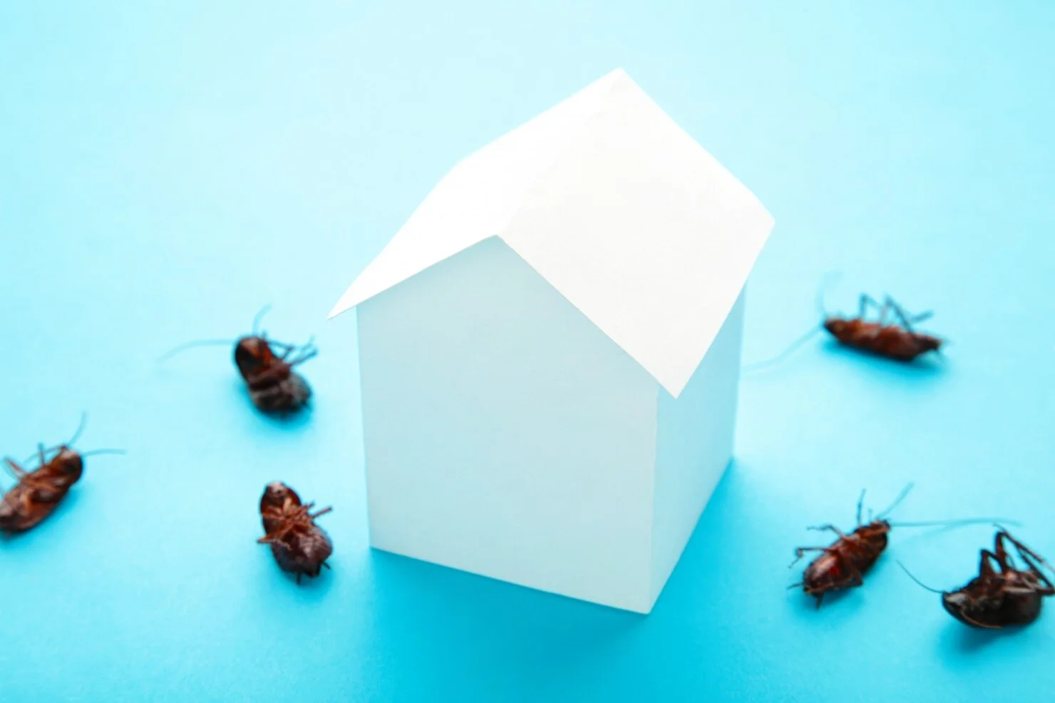 Cockroach Prevention