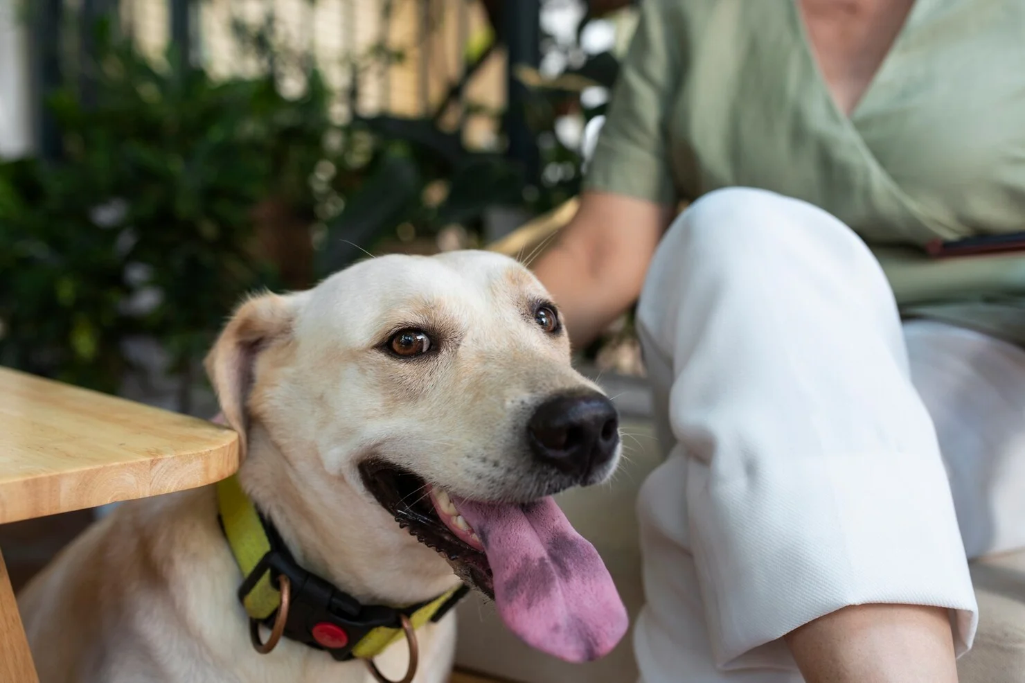 UC-II for Dogs