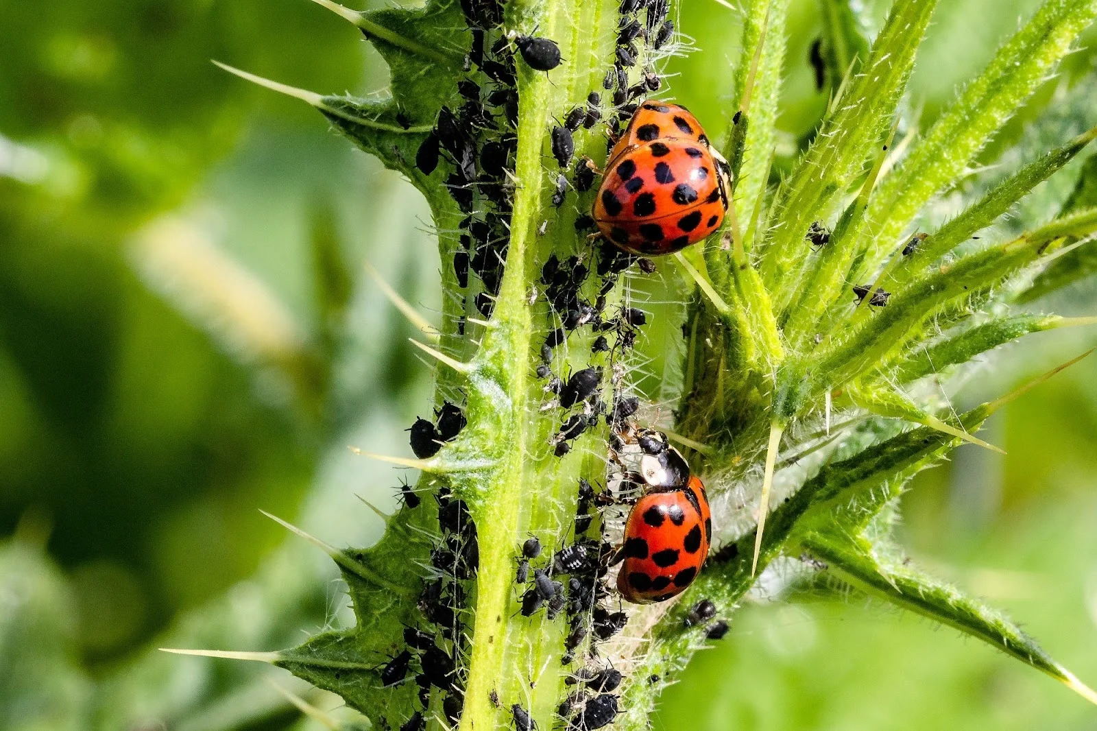Pest Issues