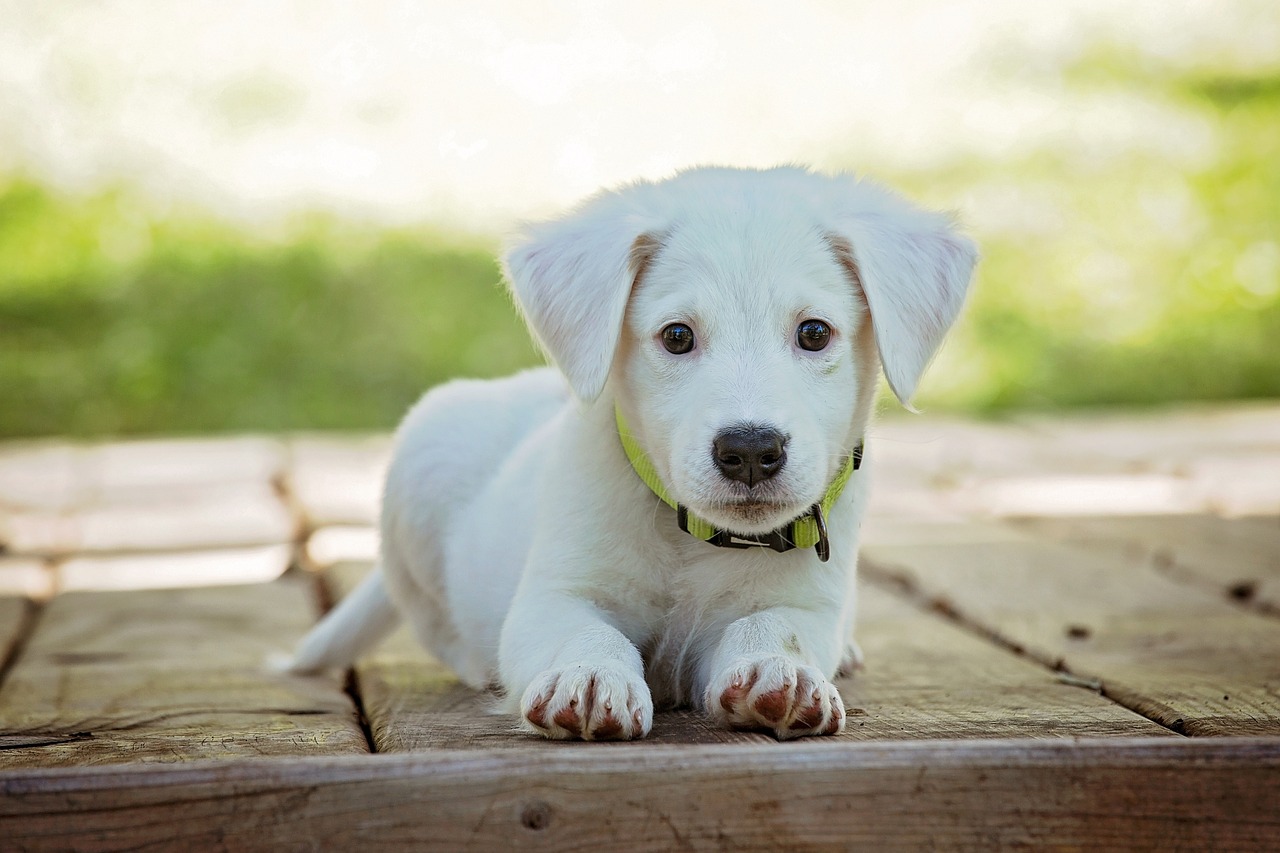 Dog’s Diet for Optimal Gut Health