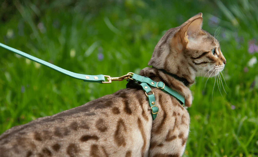 Cat Harness Maintenance