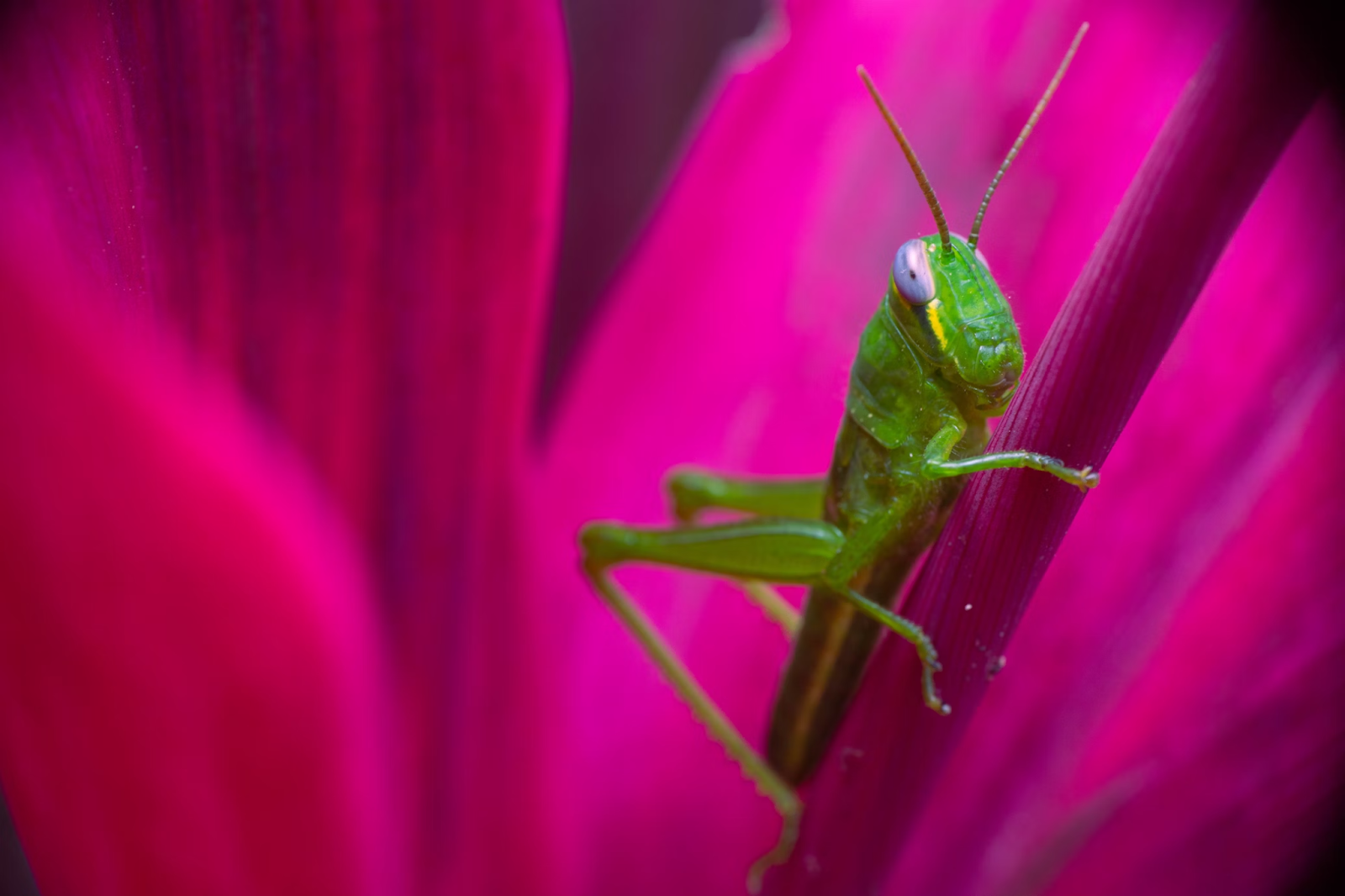 Effective Pest Control