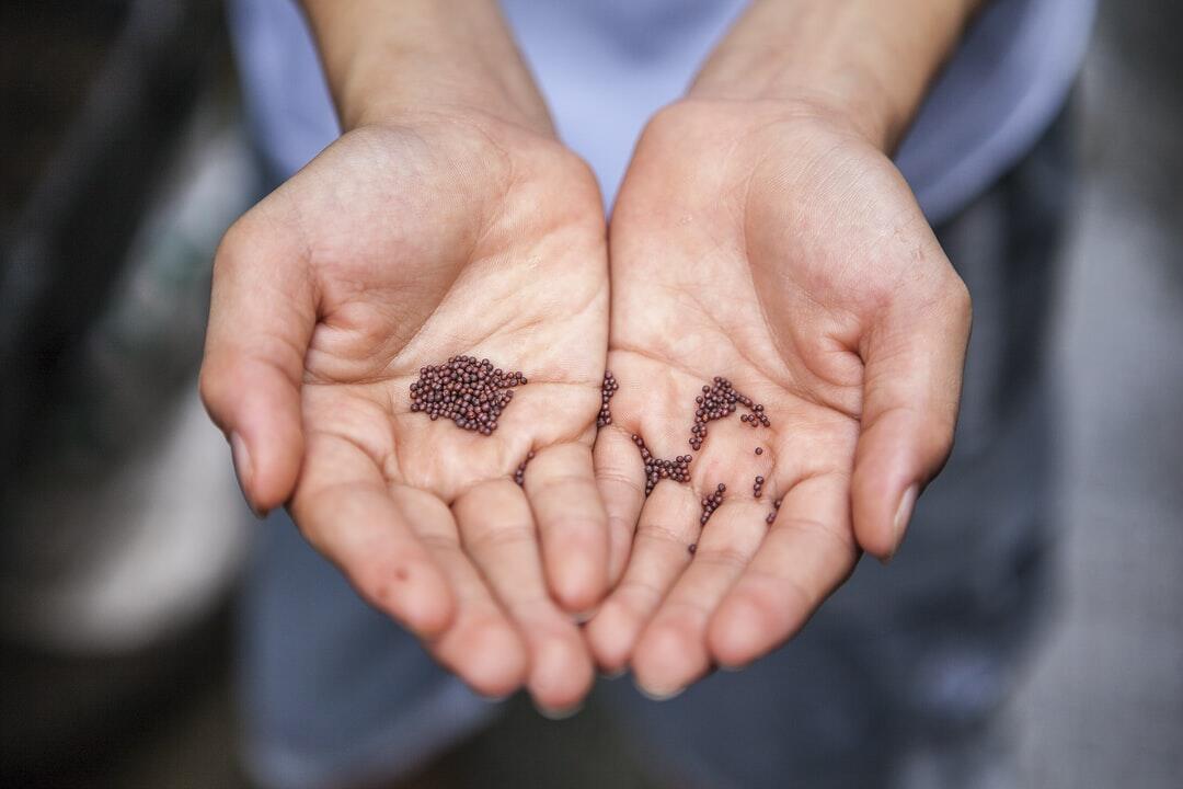organic seed companies