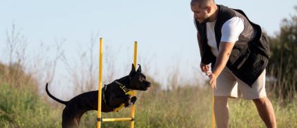 From Ruff to Refined: Transforming Your Dog's Behavior through Training